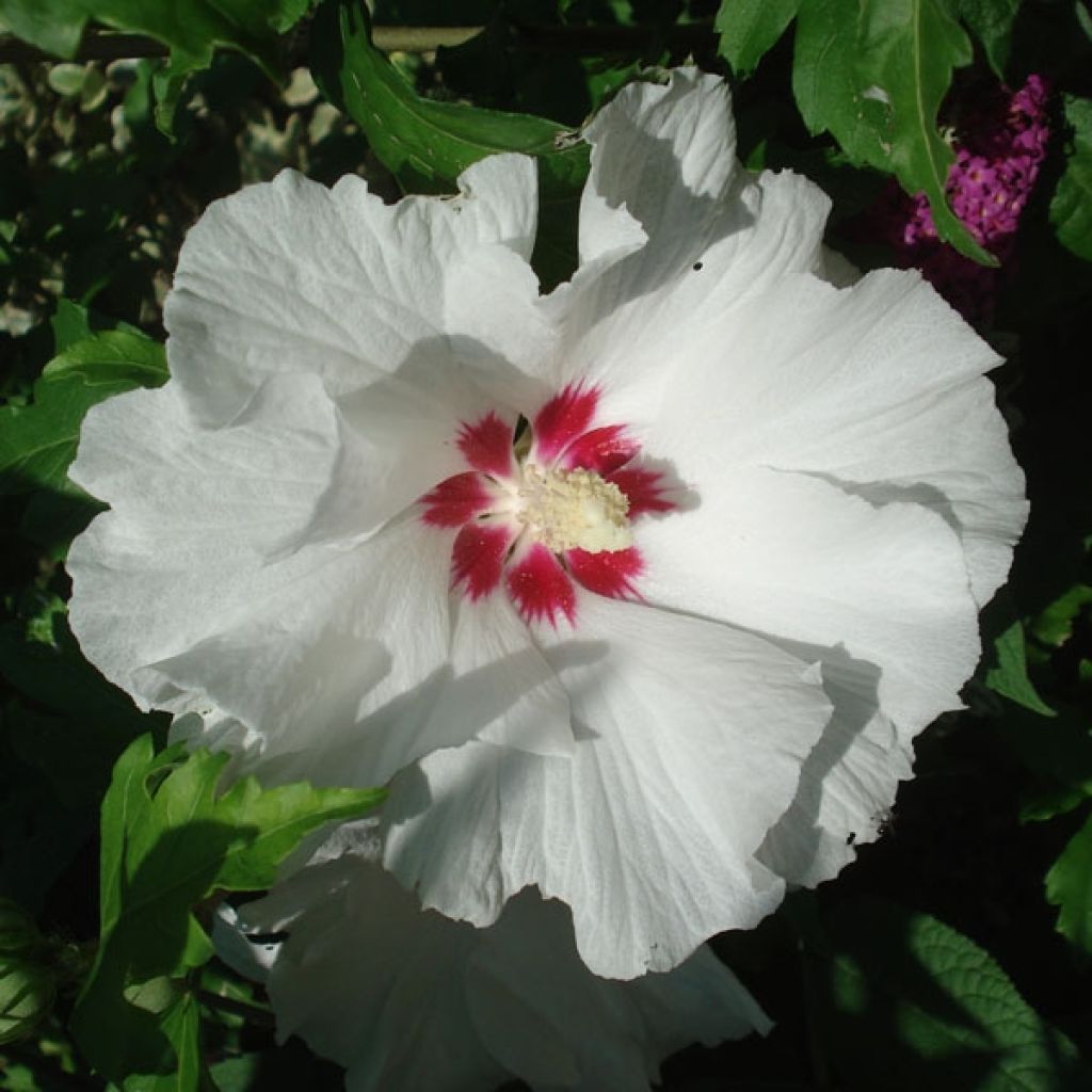 Hibiscus syriacus Sup'Heart® - Althéa à grosses fleurs