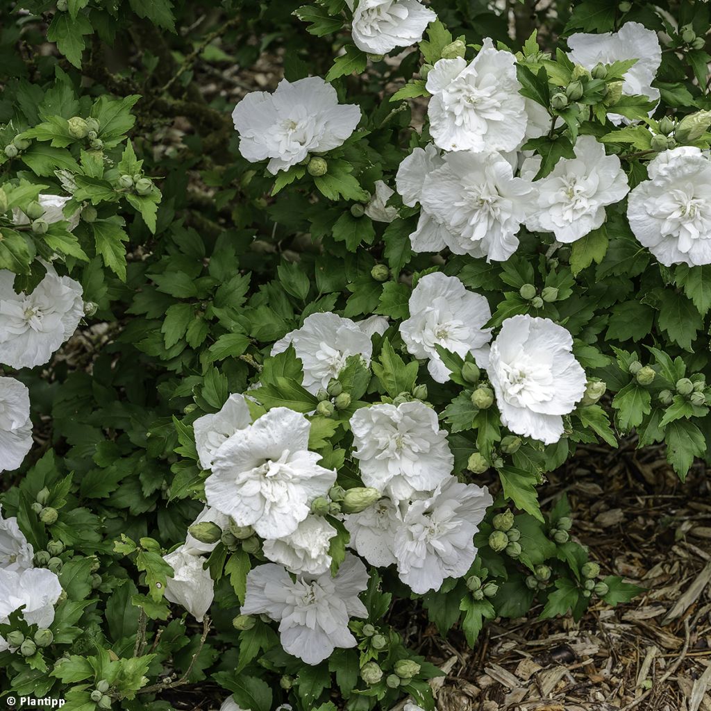 Garten-Hibiscus White Chiffon - Hibiscus syriacus