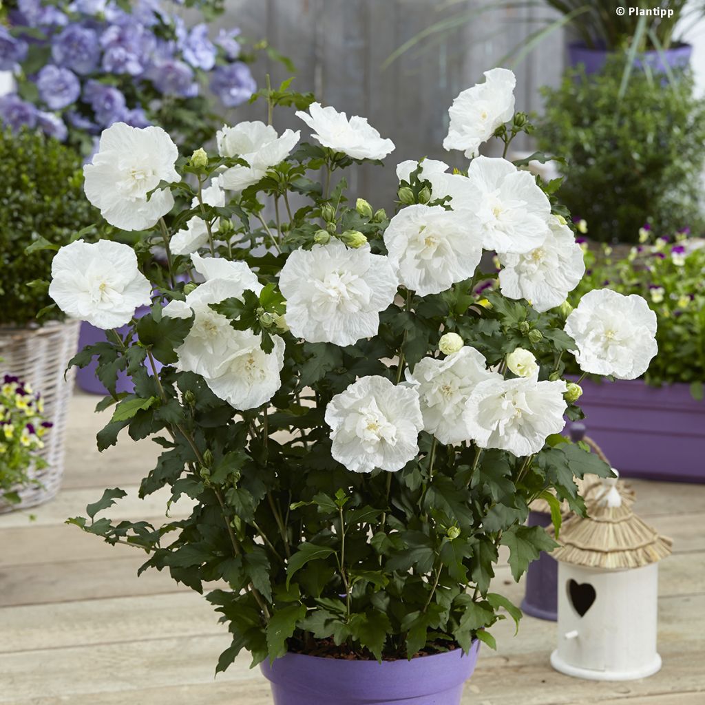 Garten-Hibiscus White Chiffon - Hibiscus syriacus