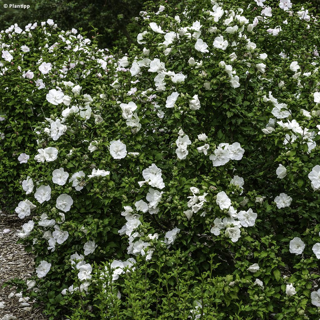 Garten-Hibiscus White Chiffon - Hibiscus syriacus