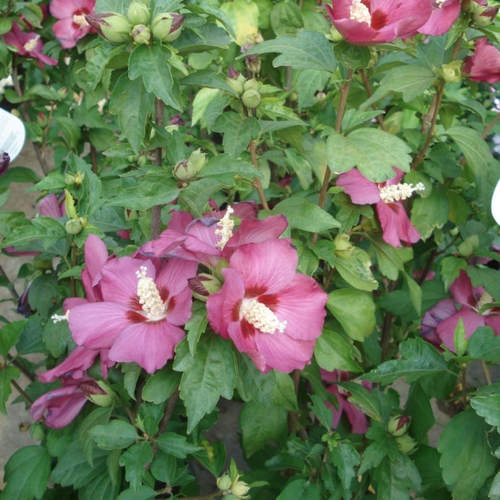 Garten-Hibiscus Woodbridge - Hibiscus syriacus