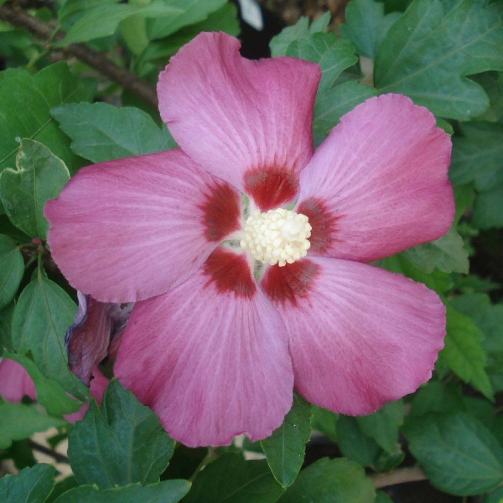 Garten-Hibiscus Woodbridge - Hibiscus syriacus