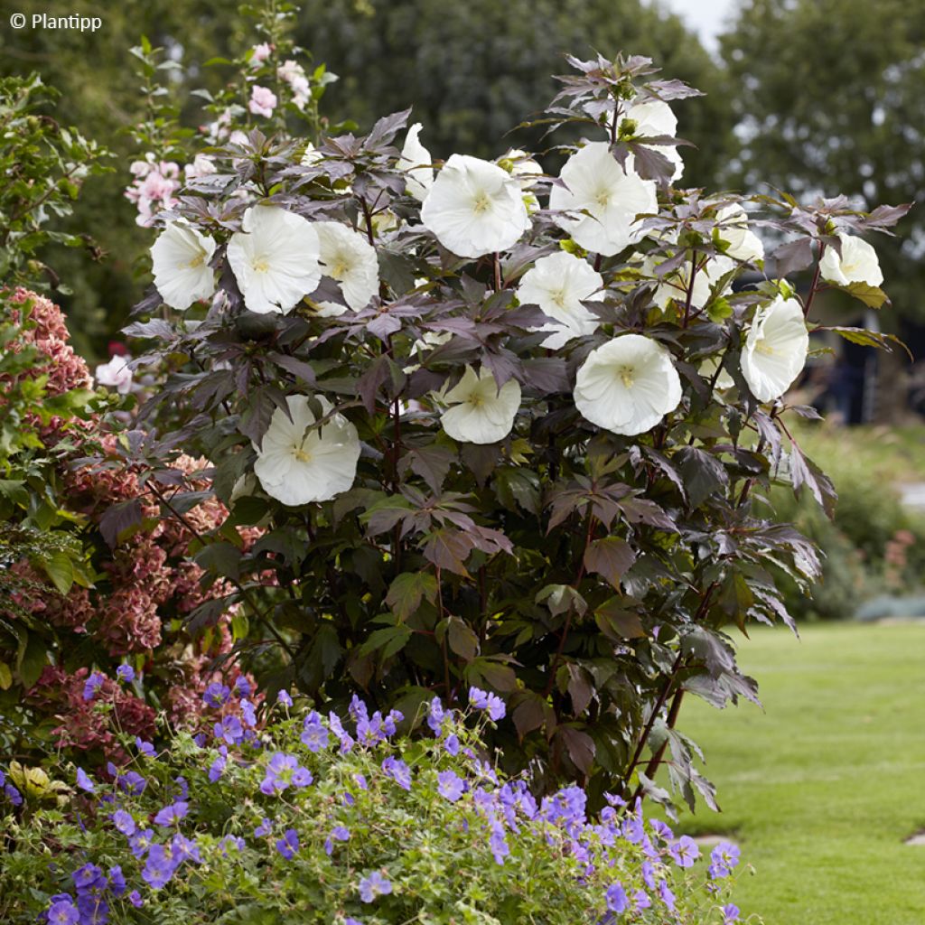 Hibiscus moscheutos Carousel Ghost - Sumpfeibisch