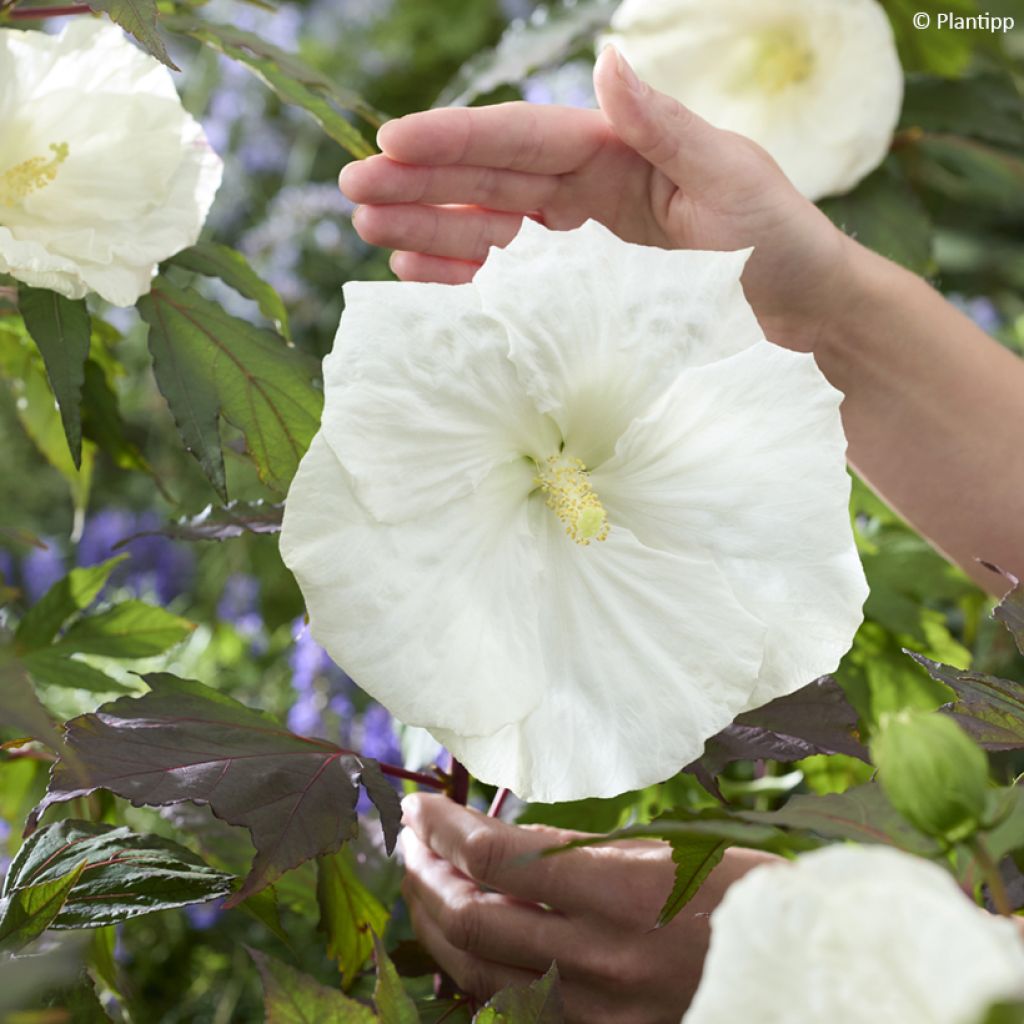 Hibiscus moscheutos Carousel Ghost - Sumpfeibisch