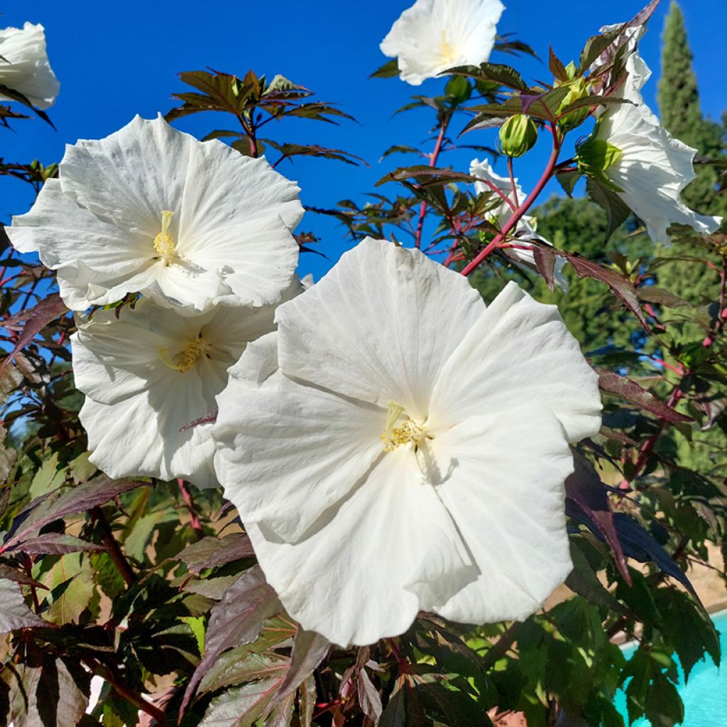 Hibiscus moscheutos Carousel Ghost - Sumpfeibisch