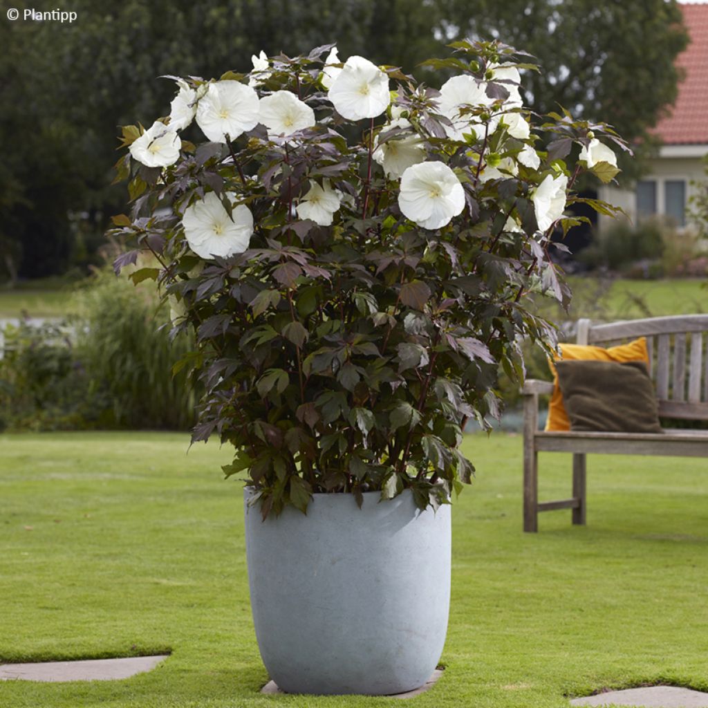 Hibiscus moscheutos Carousel Ghost - Sumpfeibisch