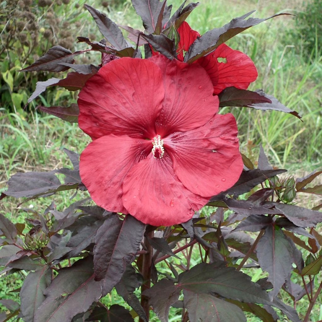 Hibiscus moscheutos Carrousel Geant Red - Sumpfeibisch