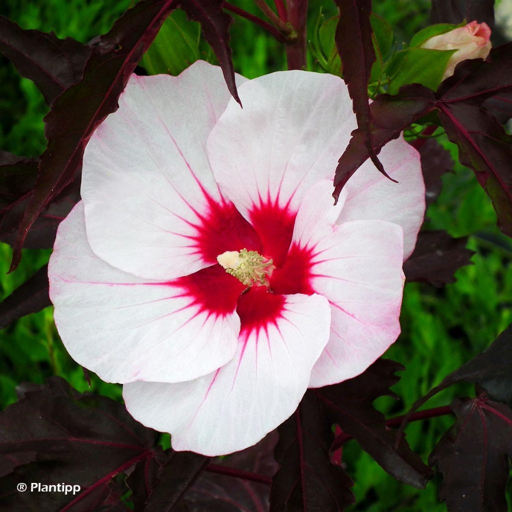 Hibiscus moscheutos Joli Coeur - Sumpfeibisch