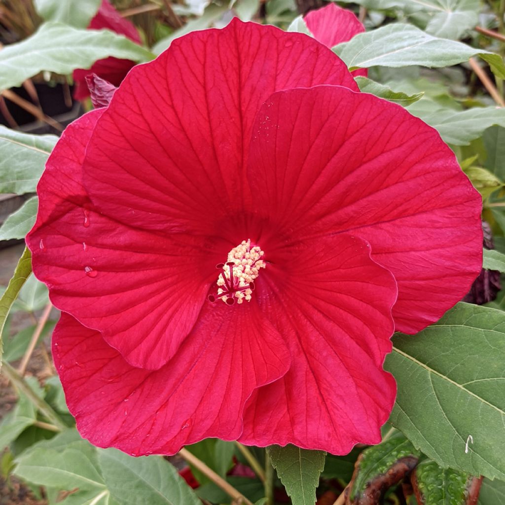 Hibiscus moscheutos Midnight Marvel - Hibiscus des marais