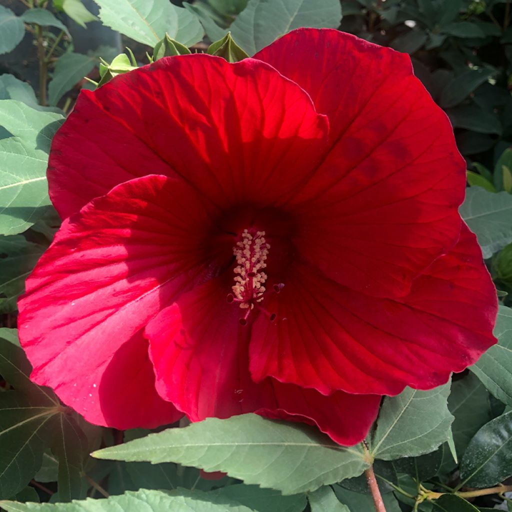 Hibiscus moscheutos Midnight Marvel - Hibiscus des marais