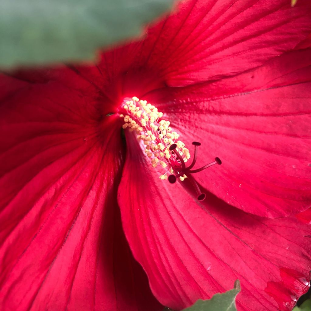 Hibiscus moscheutos Midnight Marvel - Hibiscus des marais