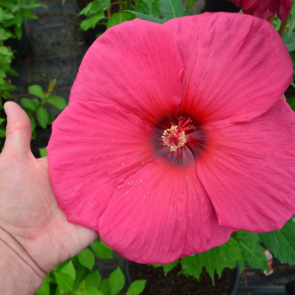 Hibiscus moscheutos PLANET® Griotte TANGRI - Hibiscus des marais rouge cerise.