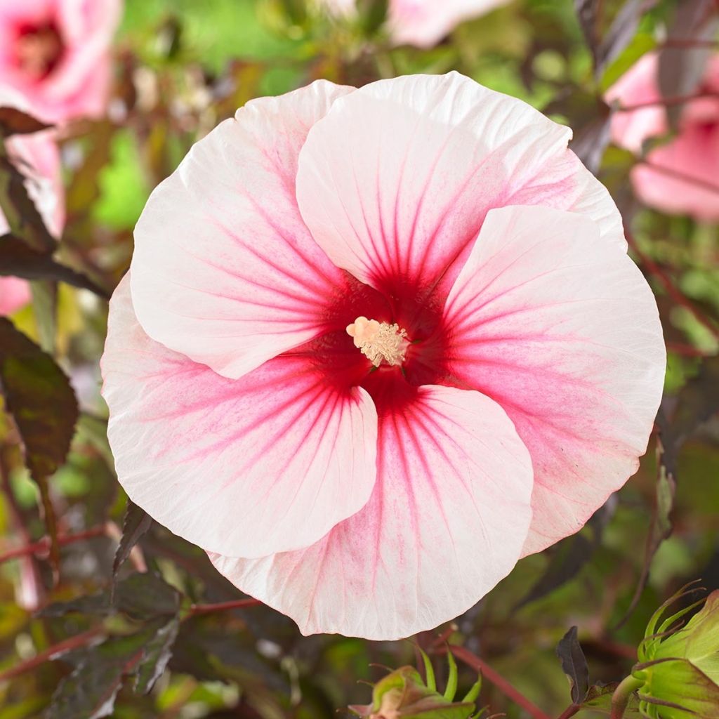 Hibiscus moscheutos Pink Candy - Sumpfeibisch