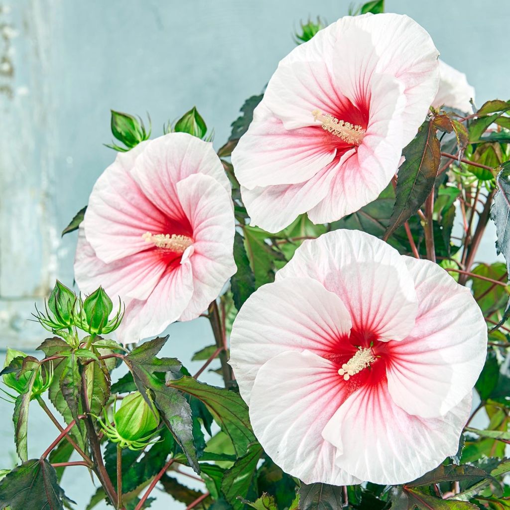 Hibiscus moscheutos Pink Candy - Hibiscus des marais