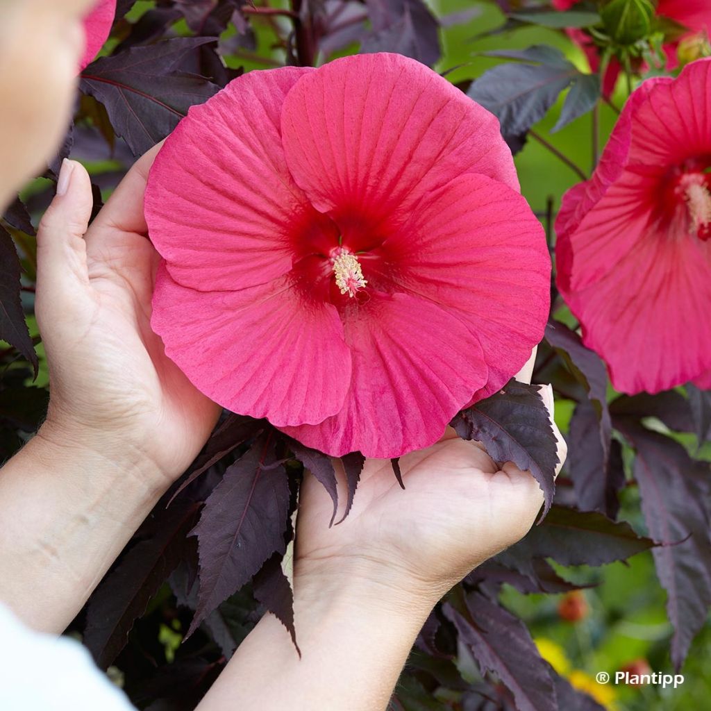 Hibiscus moscheutos Pink Passion - Sumpfeibisch