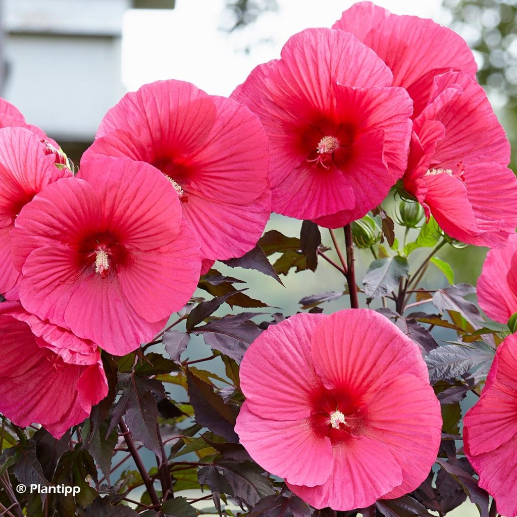 Hibiscus moscheutos Pink Passion - Hibiscus des marais