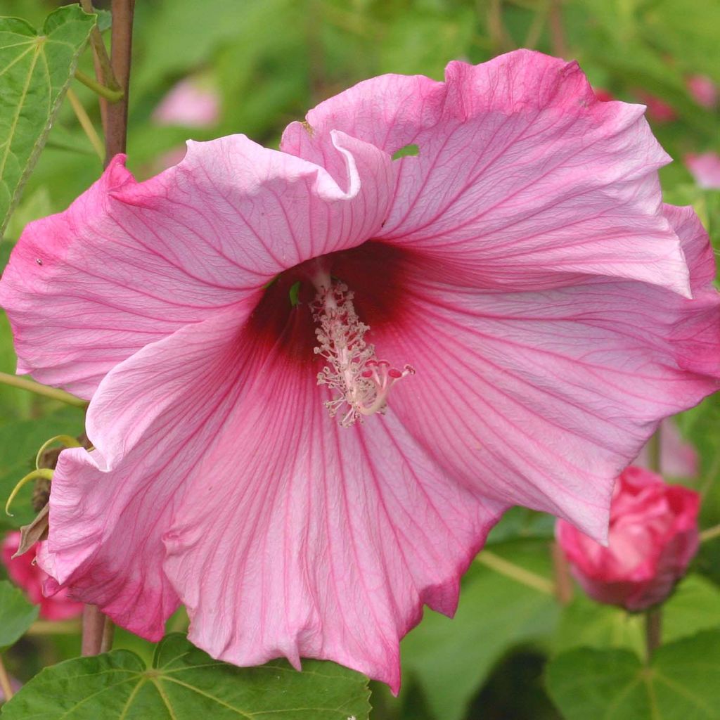 Hibiscus moscheutos Sweet Caroline - Hibiscus des marais