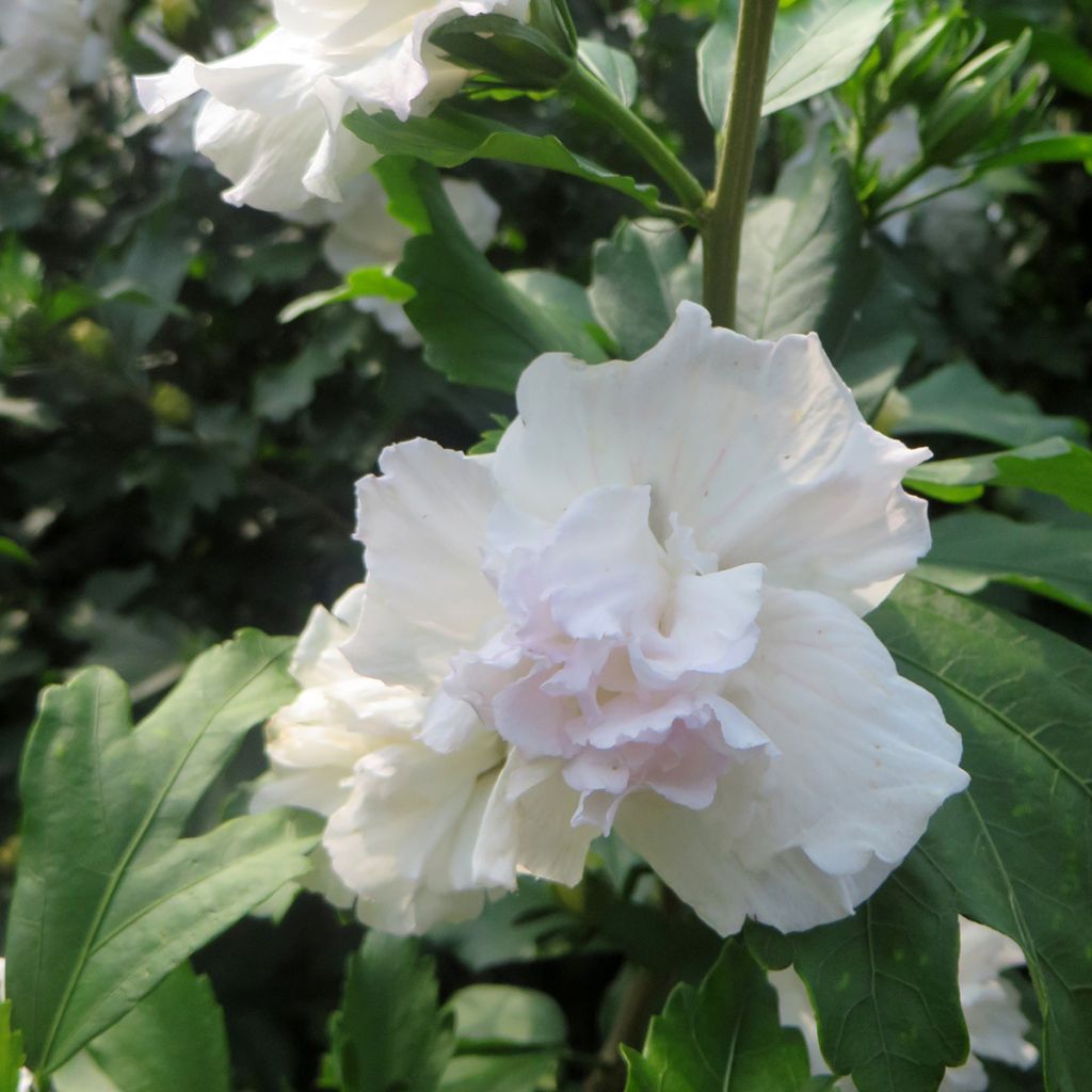 Garten-Hibiscus Admiral Dewey - Hibiscus syriacus