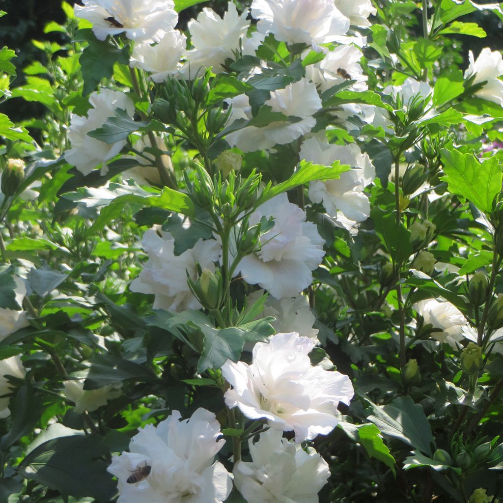 Garten-Hibiscus Admiral Dewey - Hibiscus syriacus