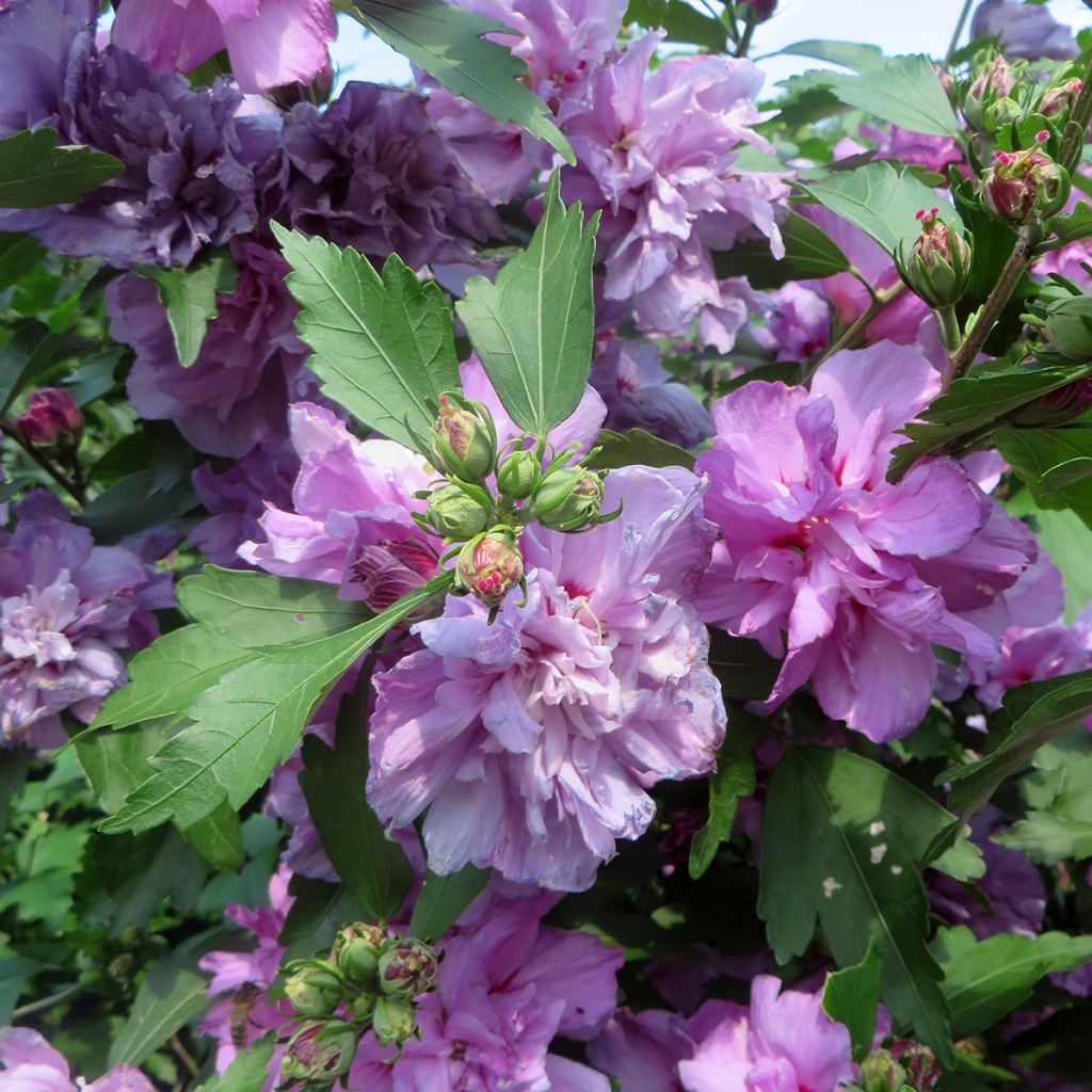 Garten-Hibiscus Ardens - Hibiscus syriacus