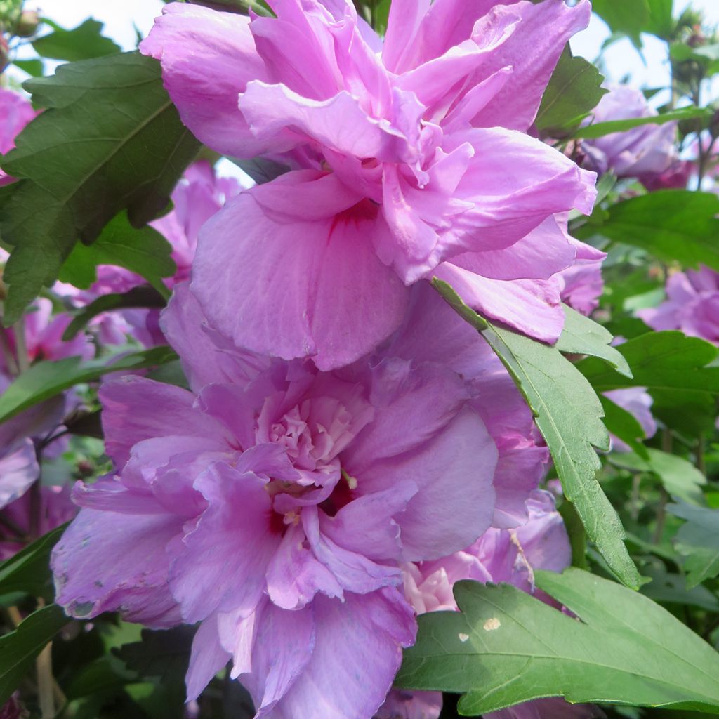 Garten-Hibiscus Ardens - Hibiscus syriacus