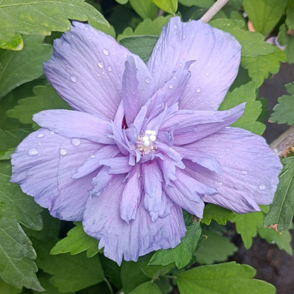 Garten-Hibiscus Blue Chiffon - Hibiscus syriacus