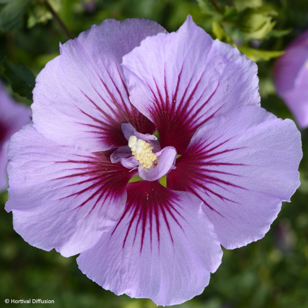 Garten-Hibiscus B'twist Lavende - Hibiscus syriacus