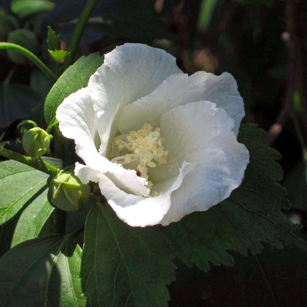 Garten-Hibiscus Diana - Hibiscus syriacus