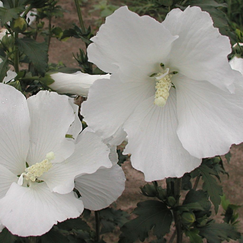 Garten-Hibiscus Eléonore - Hibiscus syriacus