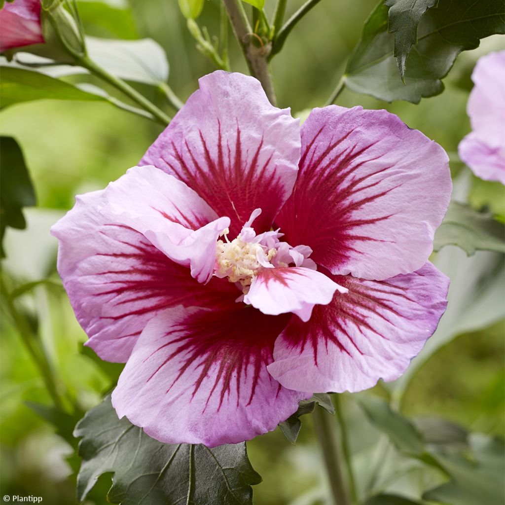 Garten-Hibiscus Flower Tower Purple - Hibiscus syriacus