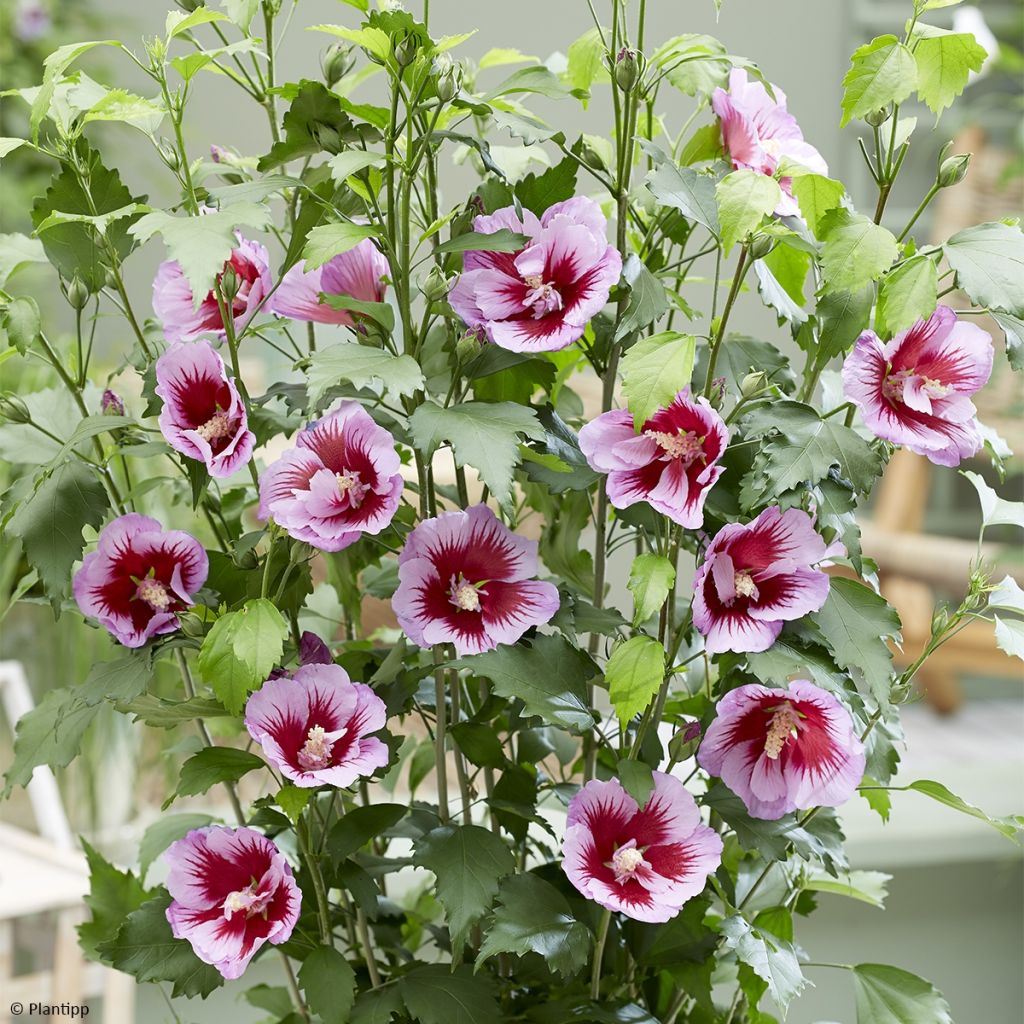 Hibiscus syriacus Flower Tower Purple Gandini Santiago - Althea rose à coeur rouge