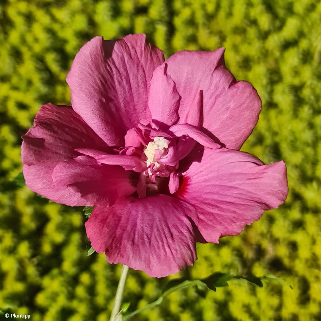 Garten-Hibiscus Flower Tower Ruby - Hibiscus syriacus