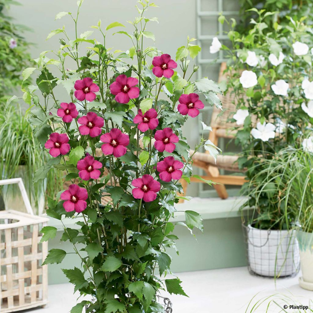 Garten-Hibiscus Flower Tower Ruby - Hibiscus syriacus