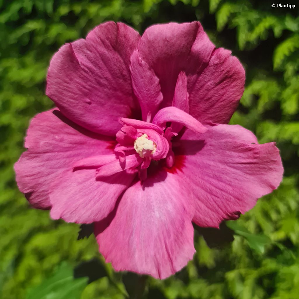 Garten-Hibiscus Flower Tower Ruby - Hibiscus syriacus