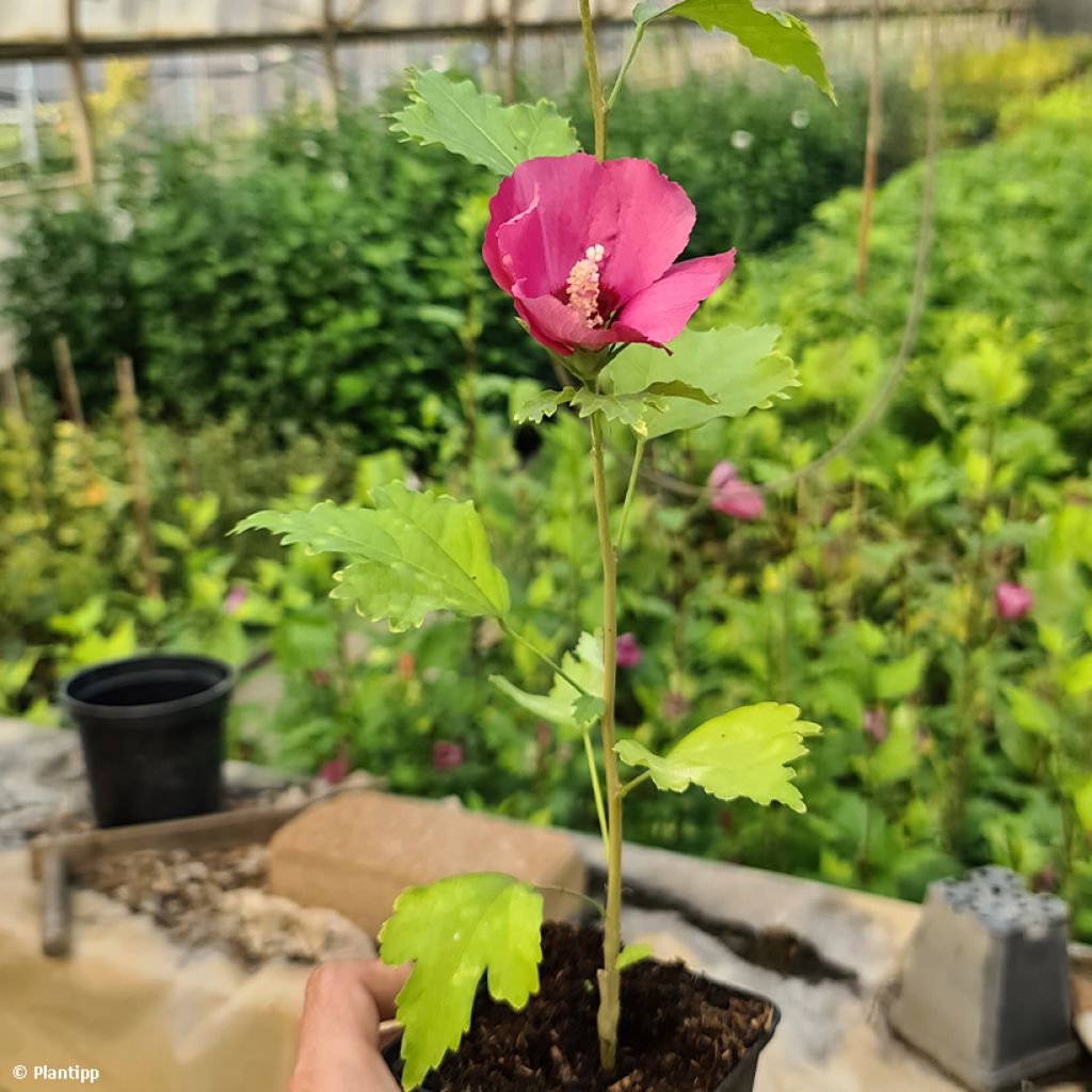 Garten-Hibiscus Flower Tower Ruby - Hibiscus syriacus