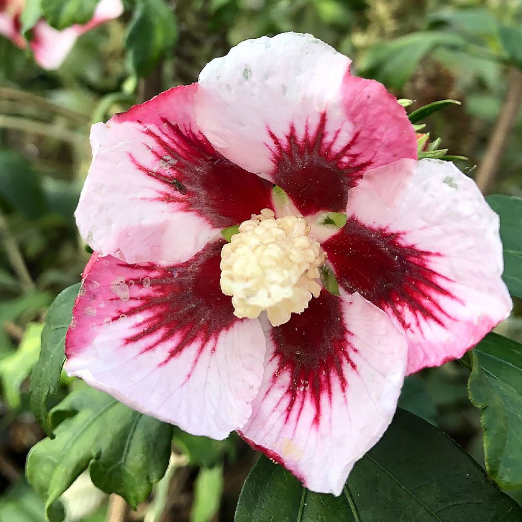 Garten-Hibiscus Hamabo - Hibiscus syriacus