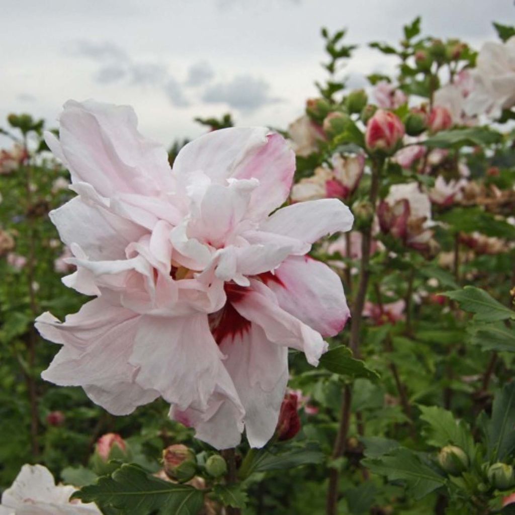 Garten-Hibiscus Leopoldii - Hibiscus syriacus