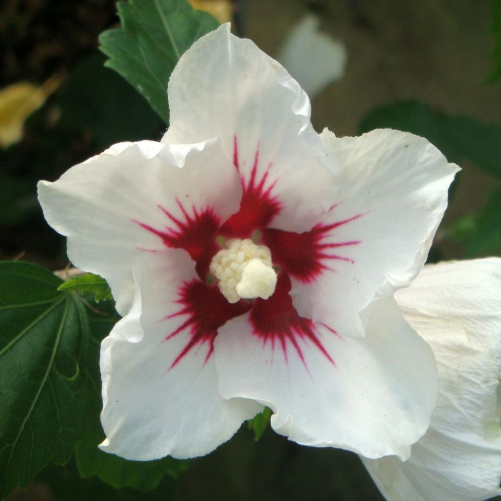 Garten-Hibiscus Red Heart - Hibiscus syriacus