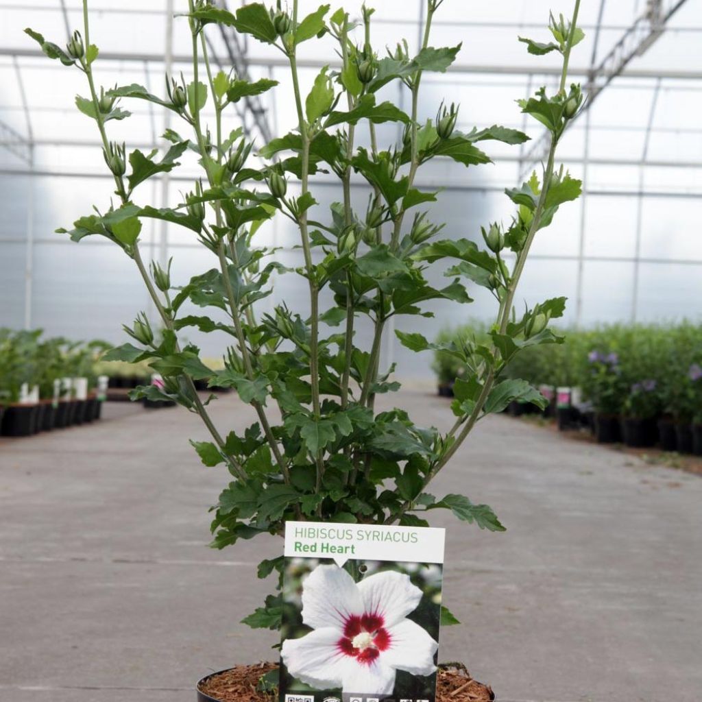 Garten-Hibiscus Red Heart - Hibiscus syriacus