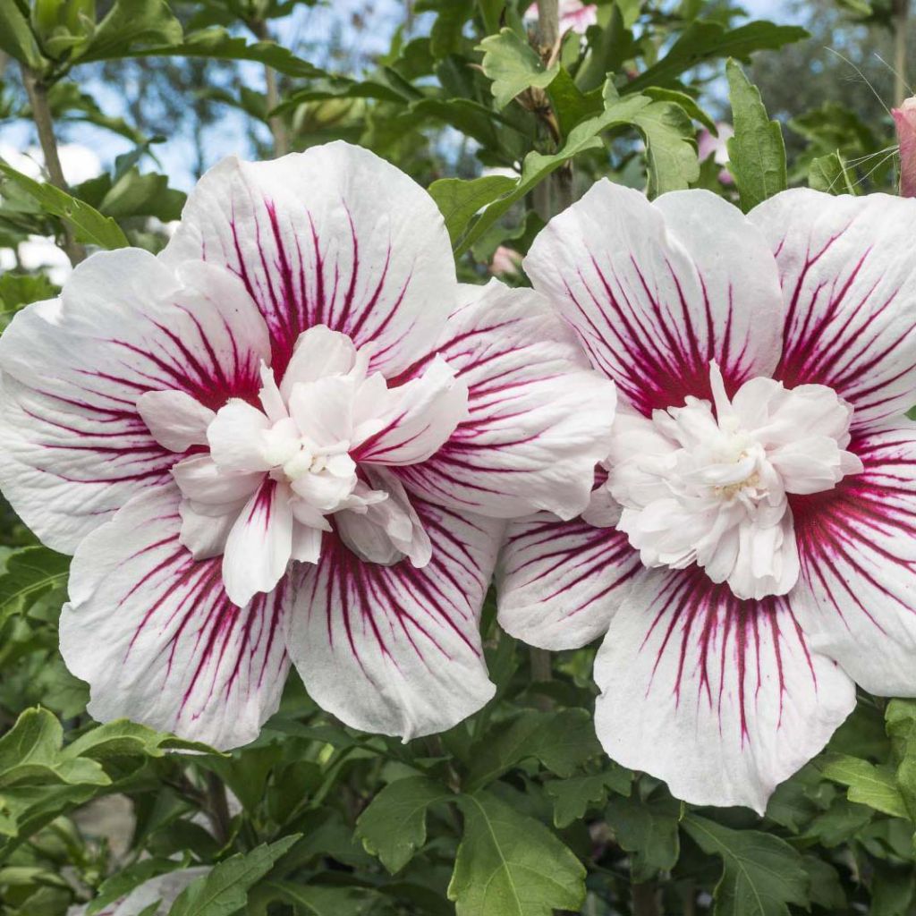 Hibiscus syriacus Starburst Chiffon - Althéa 