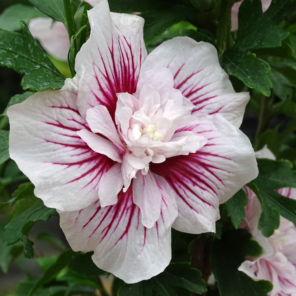 Garten-Hibiscus Starburst Chiffon - Hibiscus syriacus