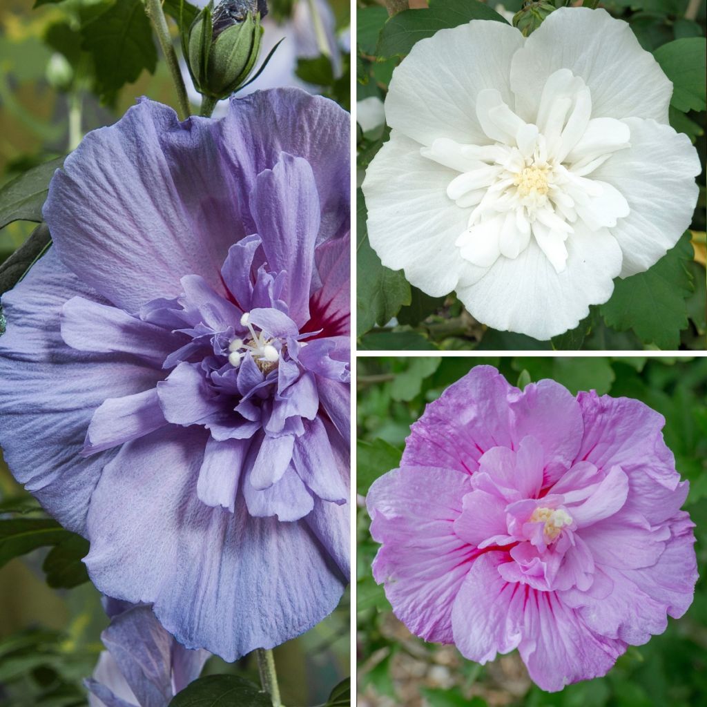 Garten-Hibiscus Three Sisters Mix - Hibiscus syriacus