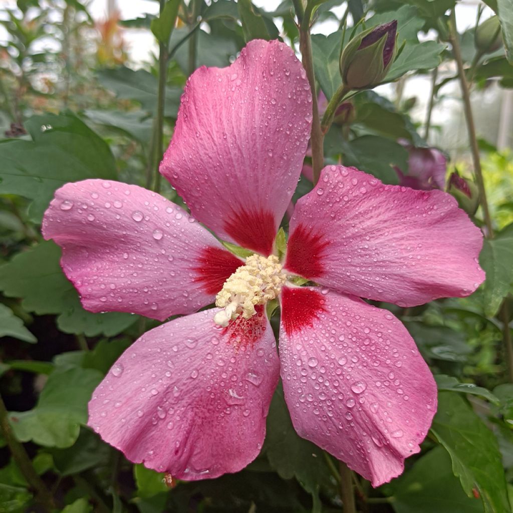 Garten-Hibiscus Woodbridge - Hibiscus syriacus