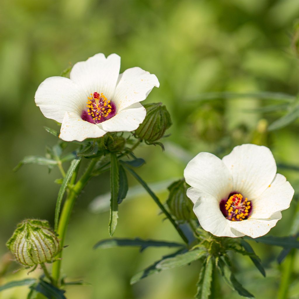 Hibiscus trionum - Stundenblume