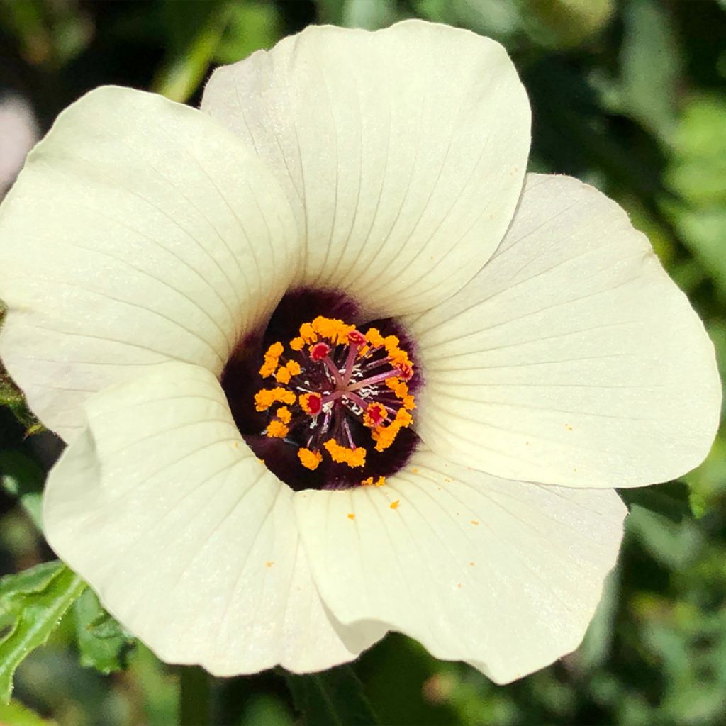 Hibiscus trionum - Stundenblume