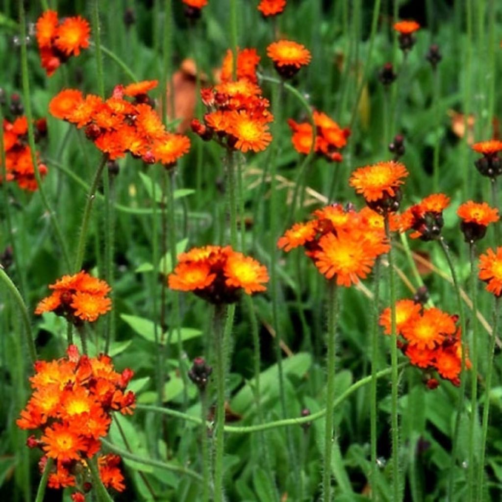 Hieracium aurantiacum - Orangerotes Habichtskraut