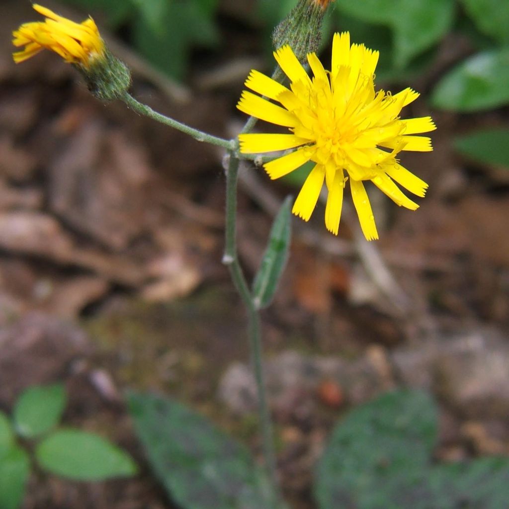 Hieracium maculatum - Geflecktes Habichtskraut