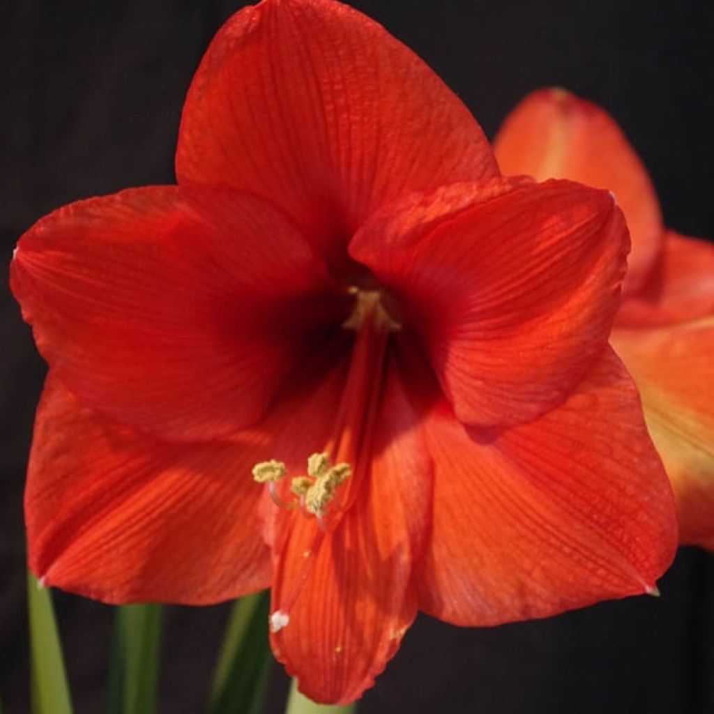 Amaryllis Orange Souvereign