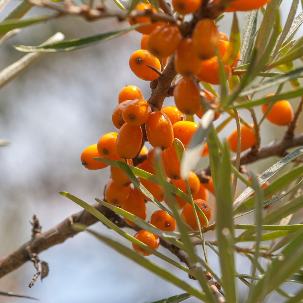 Sanddorn Frugana - Hippophae rhamnoides