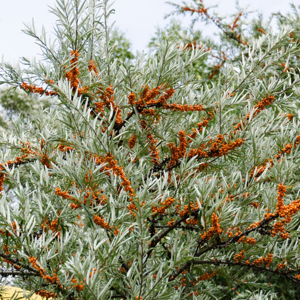 Sanddorn Hergo - Hippophae rhamnoides